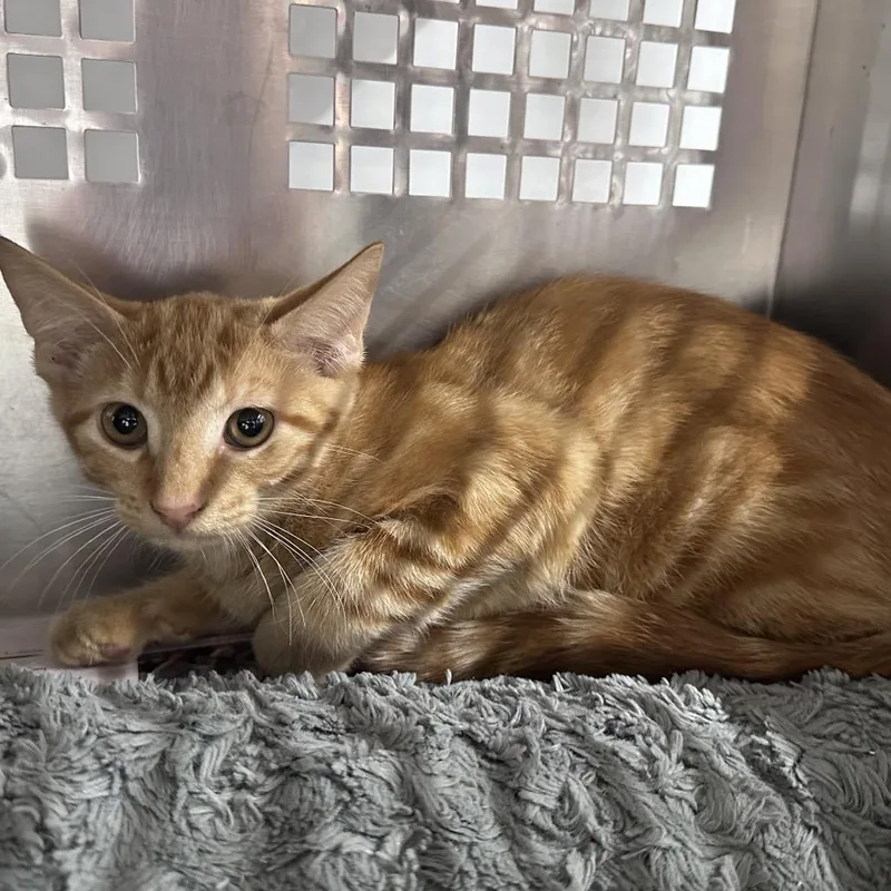 A baby small-sized male Orange / Red Domestic Short Hair cat named Merv for adoption in Mount Vernon, IN