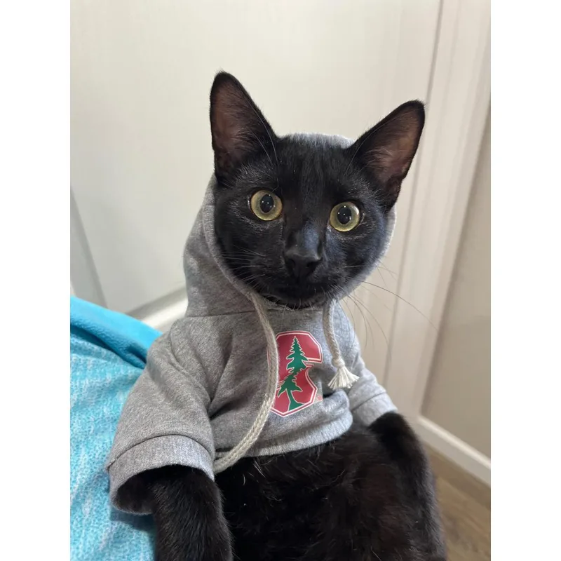 A young medium-sized male Black Domestic Short Hair cat named Rocky for adoption in Morgan Hill, CA