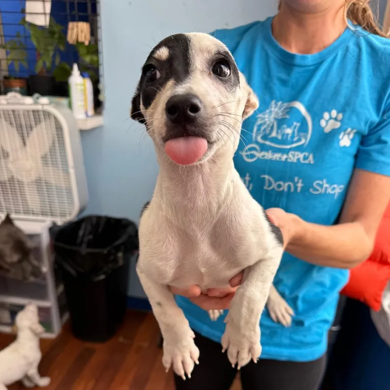 A baby small-sized female Coonhound dog named Tina for adoption in Wahiawa, HI