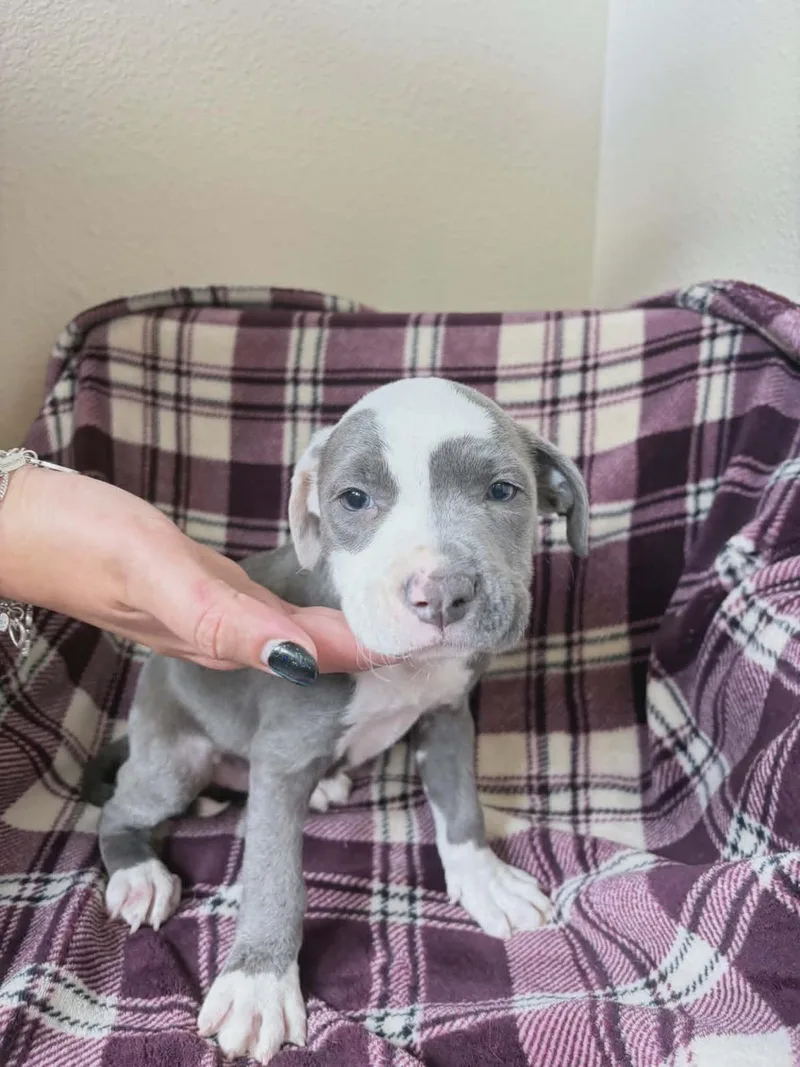 A baby medium-sized male Pit Bull Terrier dog named Prometheus for adoption in Rockwall, TX