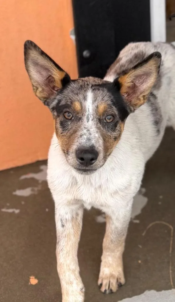 Brooklyn White thumbnail 2