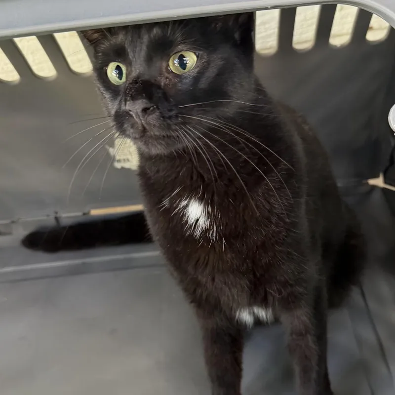 An adult small-sized female Black Domestic Short Hair cat named Beauty for adoption in Midland, TX