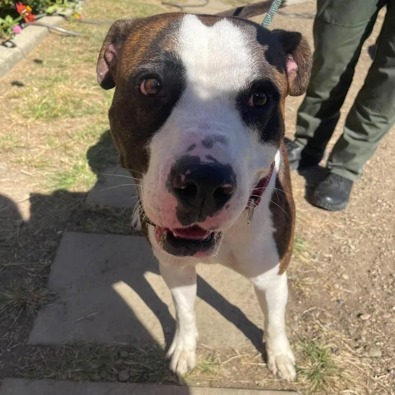 An adult large-sized male Brindle Mixed Breed dog named Father John Stray Hold for adoption in Huntington, WV