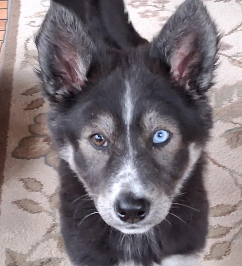 A baby large-sized female Mixed Breed dog named Mandi for adoption