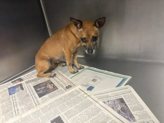 An adult small-sized female Chihuahua dog named Chiquita for adoption in Chatsworth, CA