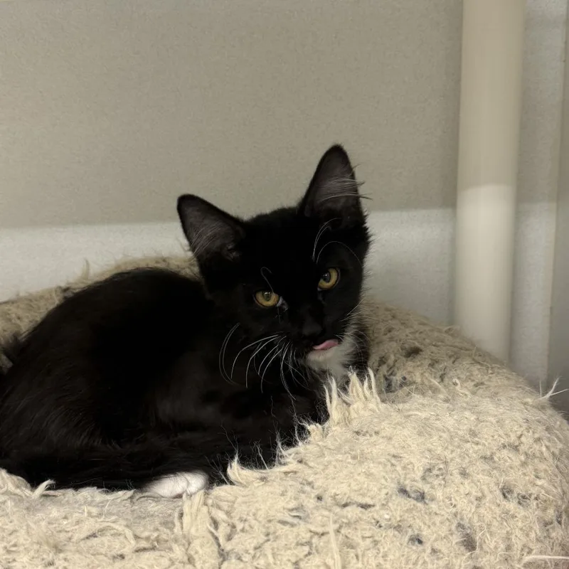 A baby small-sized male Domestic Medium Hair cat named Pierogi for adoption in Colorado Springs, CO