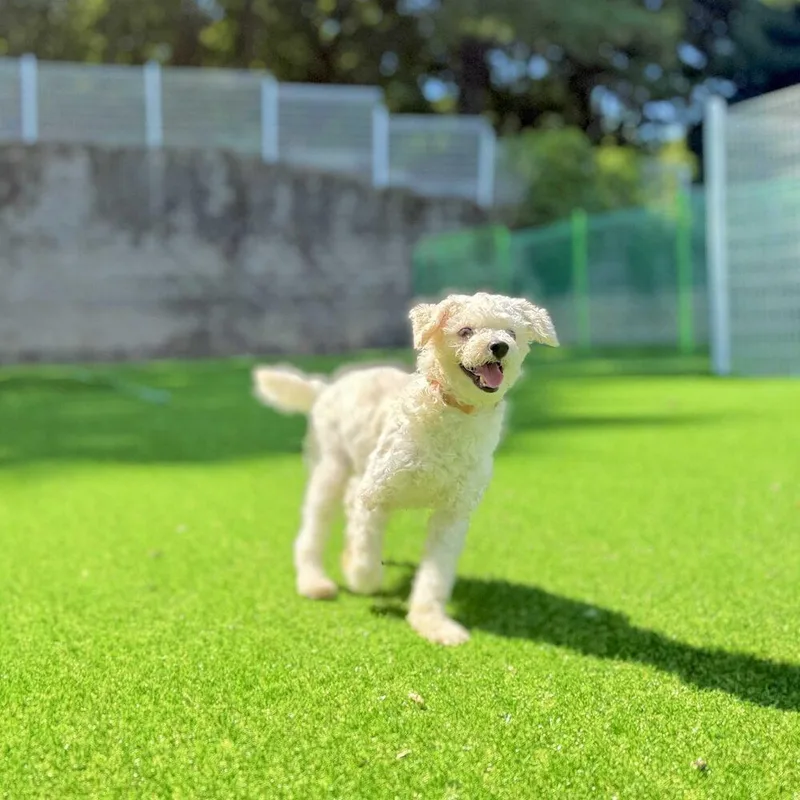 An adult small-sized male Maltese dog named Mars for adoption in Long Island City, NY