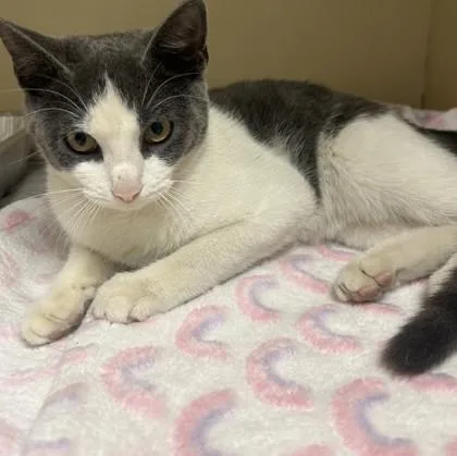 A baby small-sized female Domestic Short Hair cat named Starla for adoption in Chamblee, GA