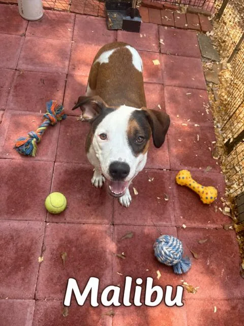 A young large-sized female Terrier dog named Malibu for adoption in Zimmerman, MN