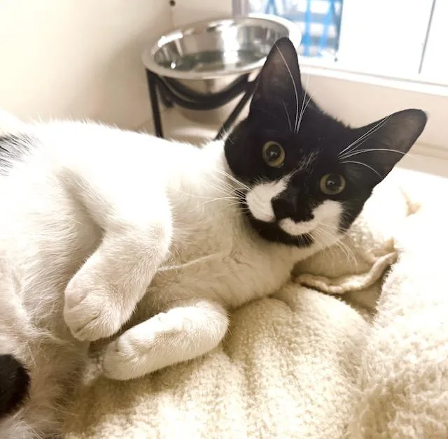 A young medium-sized female Tuxedo cat named Bonnie  bonded with for adoption in Philadelphia, PA
