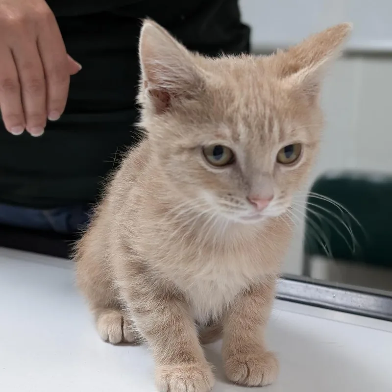 A baby small-sized male Orange / Red Domestic Short Hair cat named Figaro for adoption in Canton, IL
