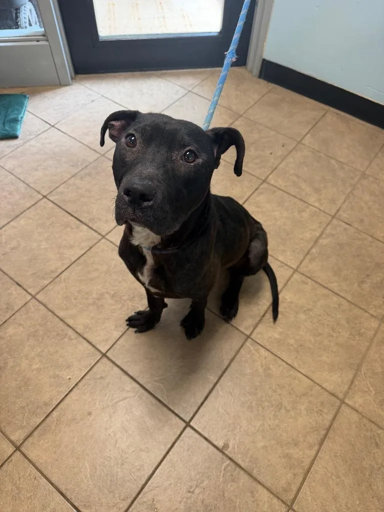 A young medium-sized male Pit Bull Terrier dog named Wyatt for adoption in Marion, OH