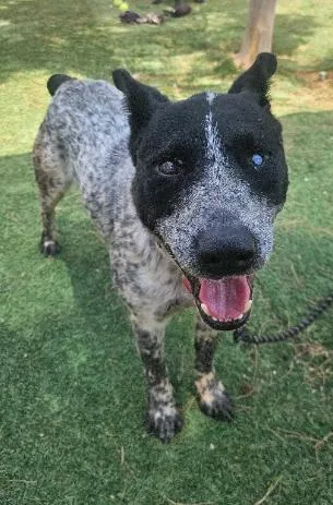 An adult medium-sized male Tricolor (Brown, Black, & White) Australian Cattle Dog / Blue Heeler dog named Cory for adoption in Aurora, CO