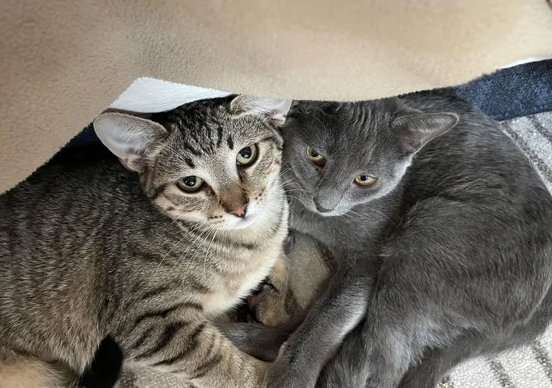 Sprig & Loki thumbnail 2