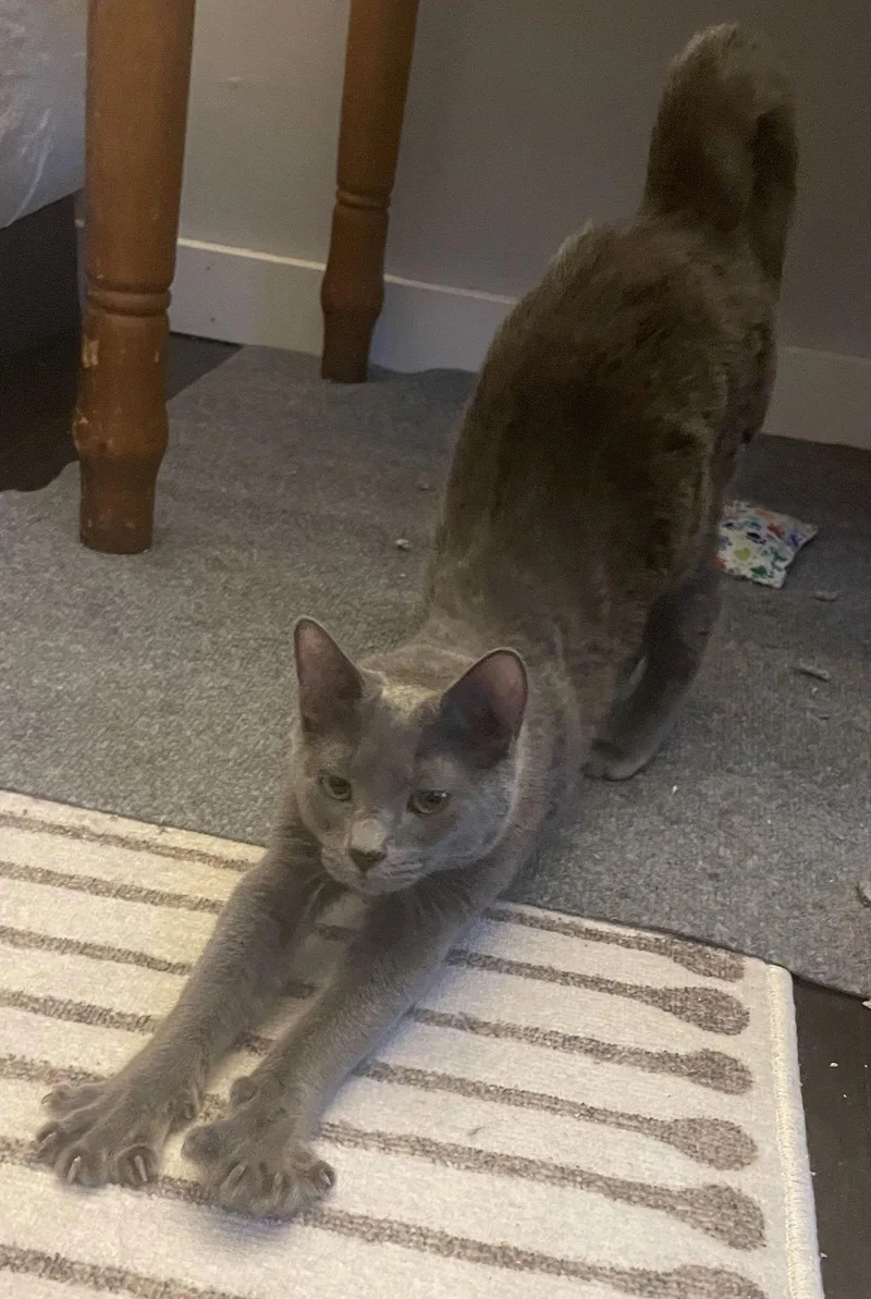 Sprig & Loki thumbnail 3