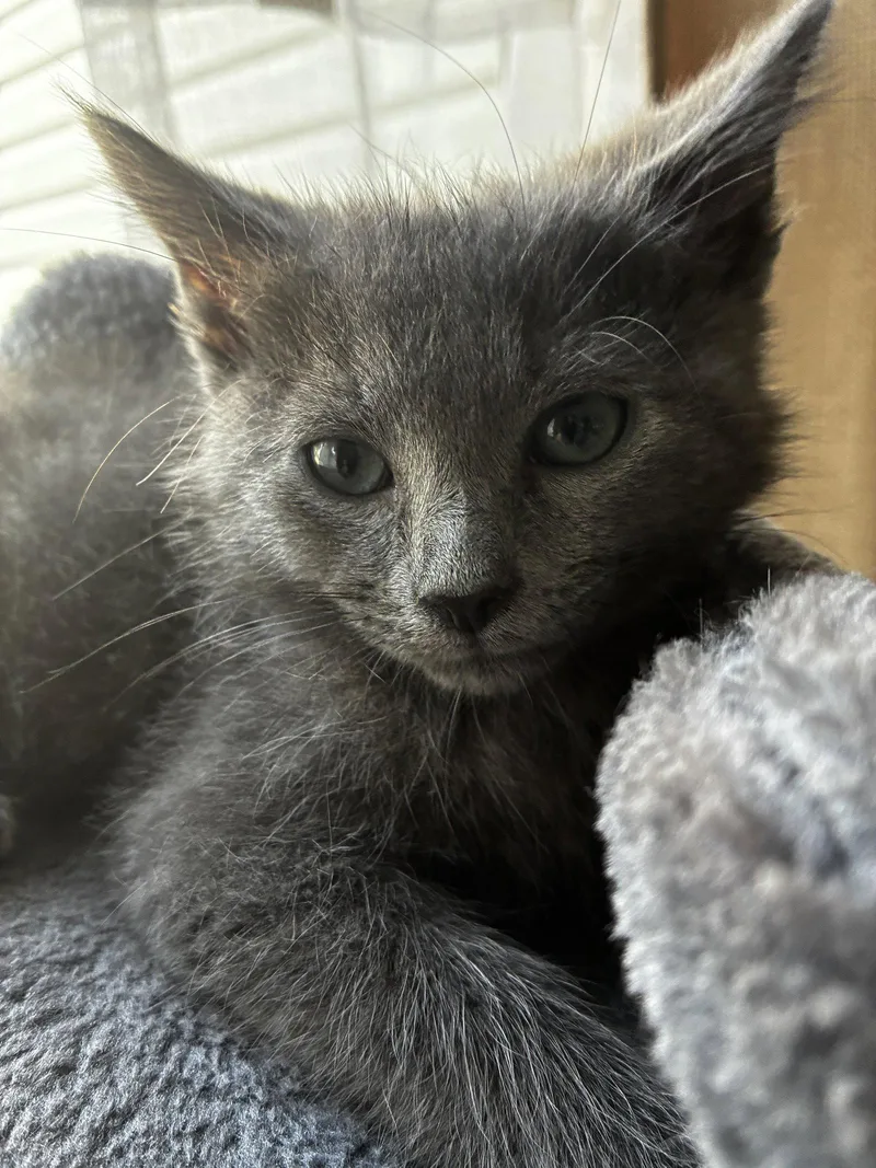 A baby medium-sized male Domestic Medium Hair cat named Houdini for adoption in Cuyahoga Falls, OH