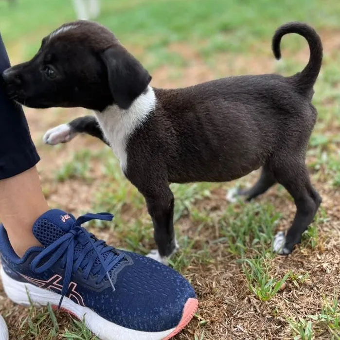 Oreo thumbnail 3