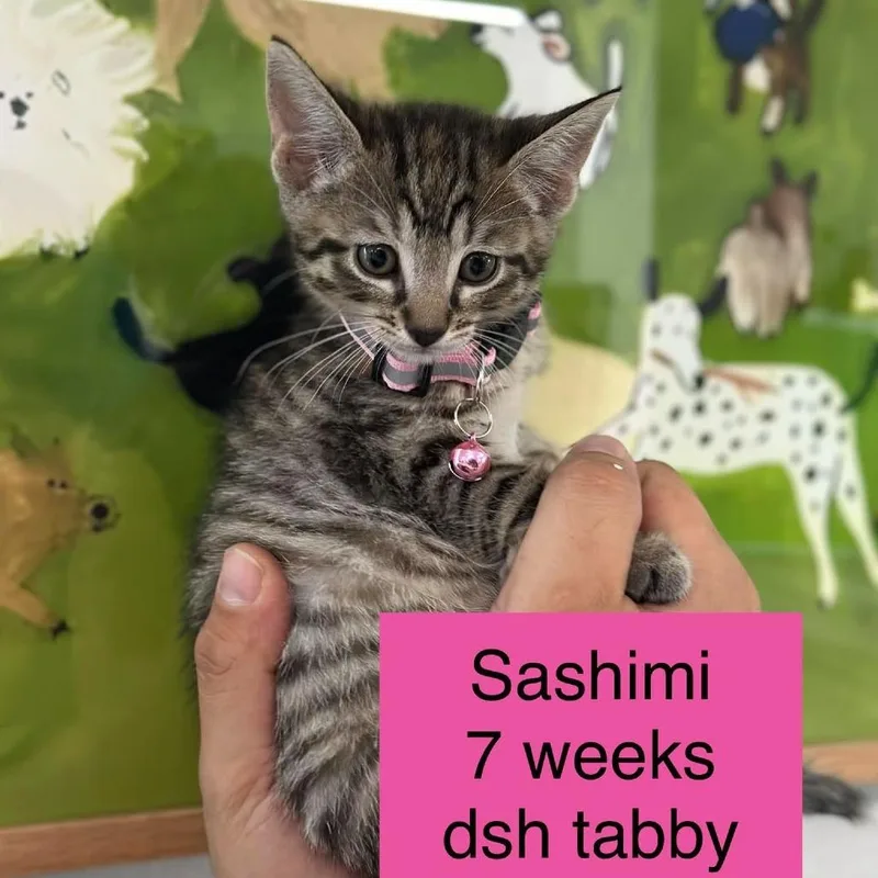 A baby small-sized female Torbie Domestic Short Hair cat named Sashimi for adoption in Tampa, FL