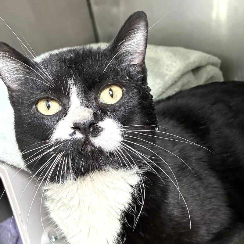 A young medium-sized male Black Domestic Short Hair cat named Jordan for adoption in Skokie, IL