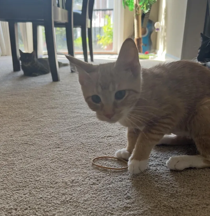 A baby medium-sized male Tabby (Orange / Red) Domestic Short Hair cat named Precious for adoption in Maineville, OH