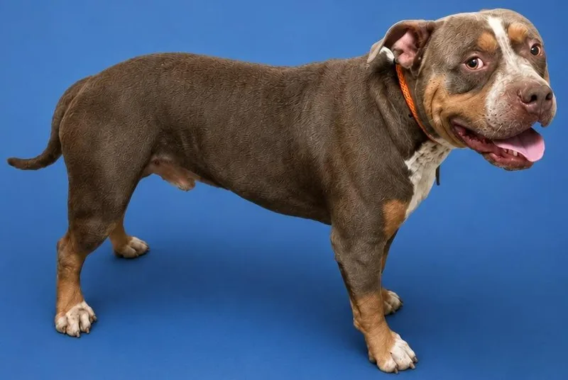 A young large-sized male American Staffordshire Terrier dog named Buck for adoption in Wauchula, FL