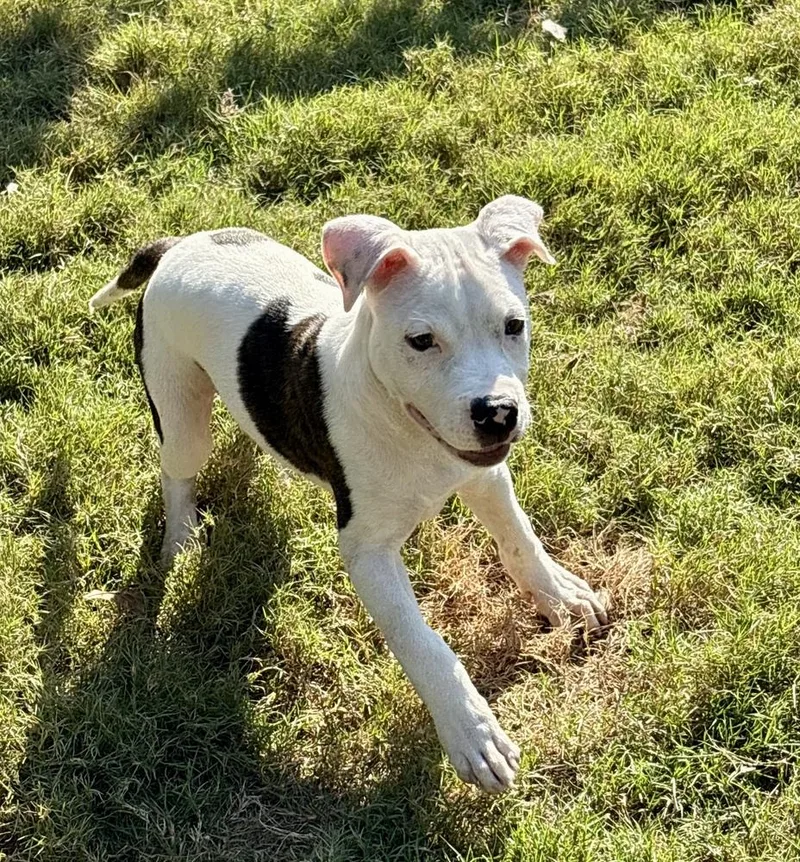 A young small-sized male American Bulldog dog named Raleigh for adoption in Thompson, PA