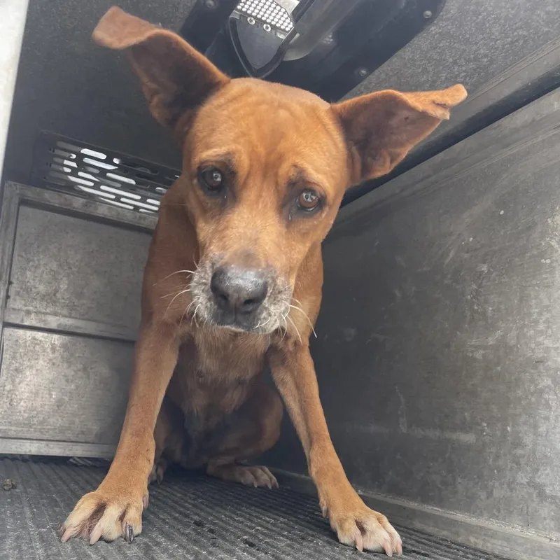 Smooches thumbnail 2