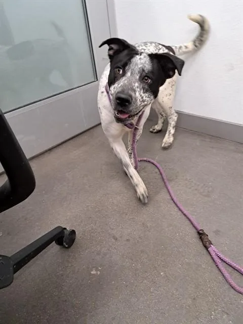 A young large-sized female Australian Cattle Dog / Blue Heeler dog named Focaccia for adoption in Mesa, AZ