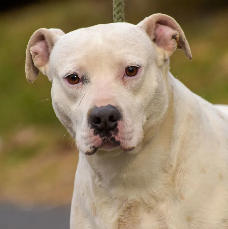 Meredith thumbnail 3