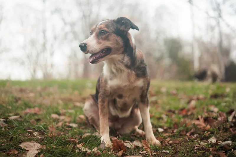 Sgaeyl  Transport thumbnail 3