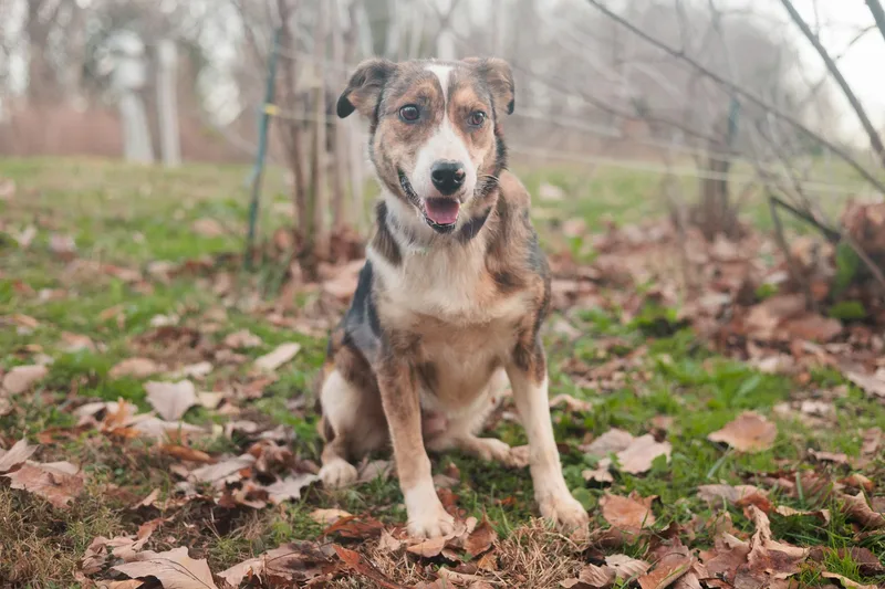 Sgaeyl  Transport thumbnail 5