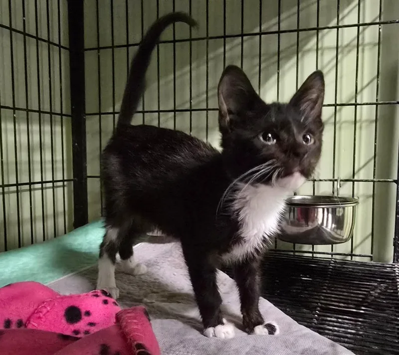 A baby medium-sized male Domestic Short Hair cat named And Oates for adoption in Auburn, IN
