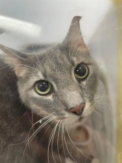 An adult medium-sized female Domestic Short Hair cat named Bella for adoption in Columbia, SC
