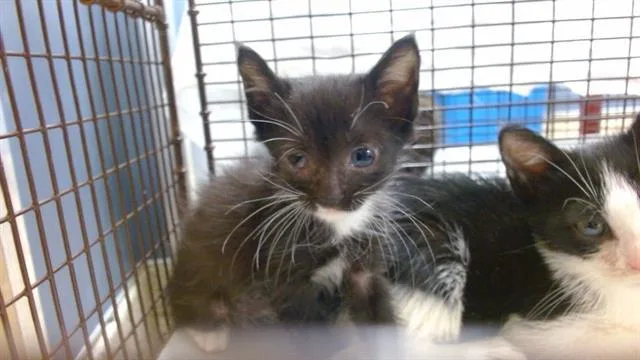 A baby small-sized female Domestic Short Hair cat named Tiramisu for adoption in Miami, FL