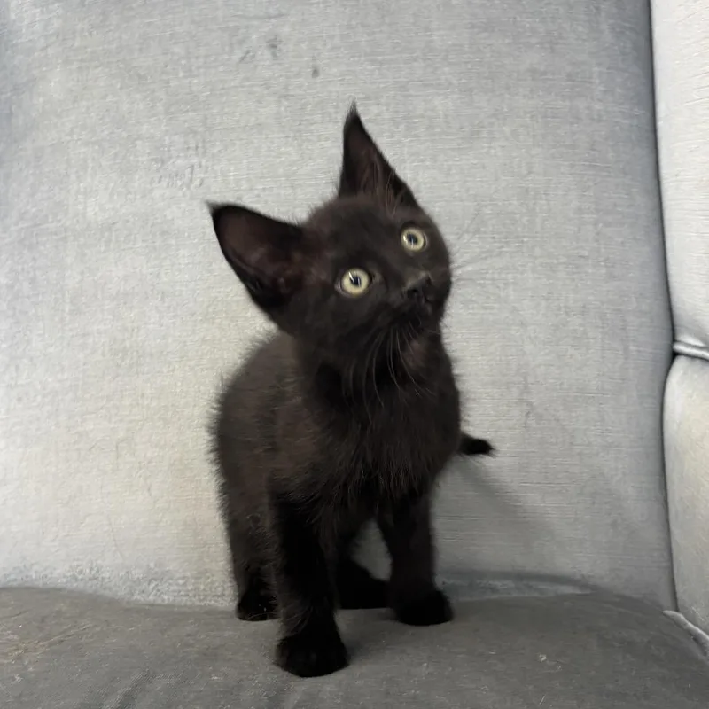 A baby small-sized male Black Domestic Short Hair cat named Tea Time Faubus for adoption in Eagle Mountain, UT