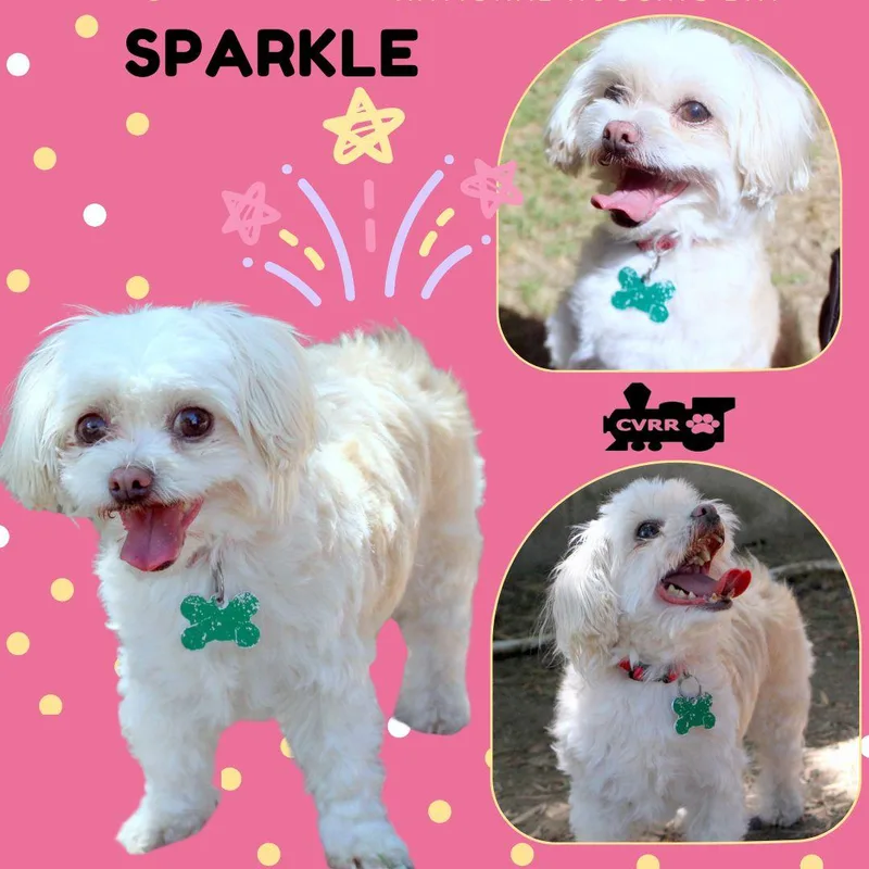 An adult small-sized female Maltese dog named Sparkle for adoption in LINDSAY, CA