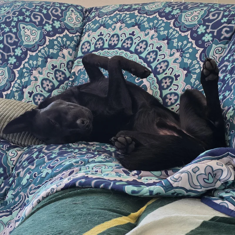 An adult medium-sized male Black German Shepherd Dog dog named Ben for adoption in Thousand Oaks, CA