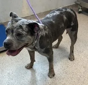 A young medium-sized female Mixed Breed dog named Della Ray for adoption in New York, NY