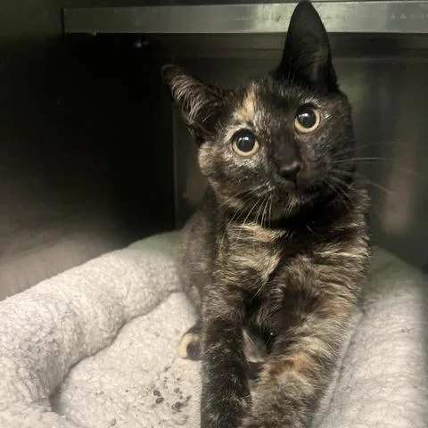 A baby small-sized female Black Domestic Short Hair cat named Wednesday for adoption in Dayton, OH