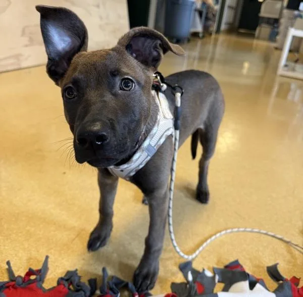 A baby large-sized female Belgian Shepherd / Malinois dog named Coco for adoption in Oakland, CA