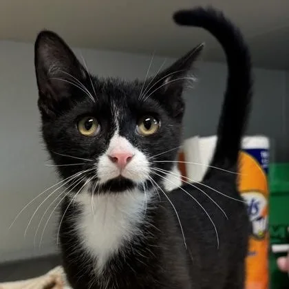 A baby medium-sized male Black Domestic Short Hair cat named Purrito for adoption in Tinley Park, IL