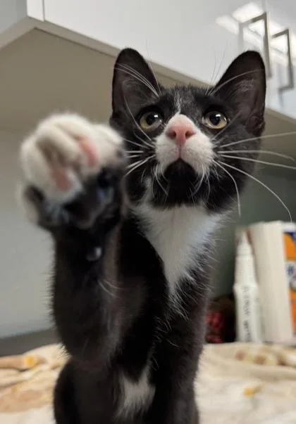 Purrito thumbnail 5