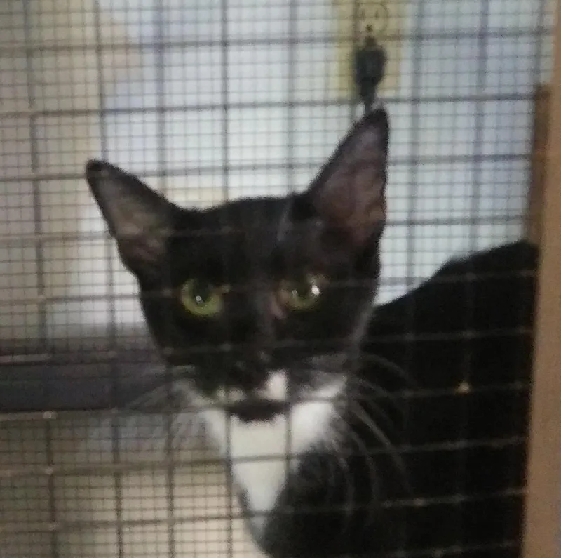 A young medium-sized female Black & White / Tuxedo Domestic Short Hair cat named River for adoption in Port Wentworth, GA