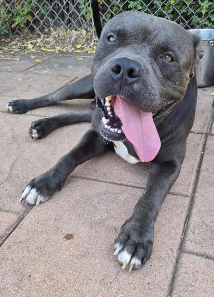 A young medium-sized male Terrier dog named Achilles for adoption in Shreveport, LA