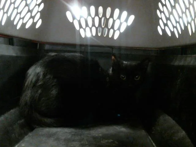 An adult large-sized female Domestic Short Hair cat named Margy for adoption in Houston, TX