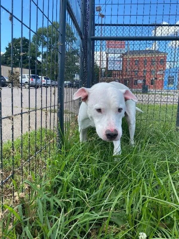 A senior large-sized male White / Cream Mixed Breed dog named Abel for adoption in Cincinnati, OH
