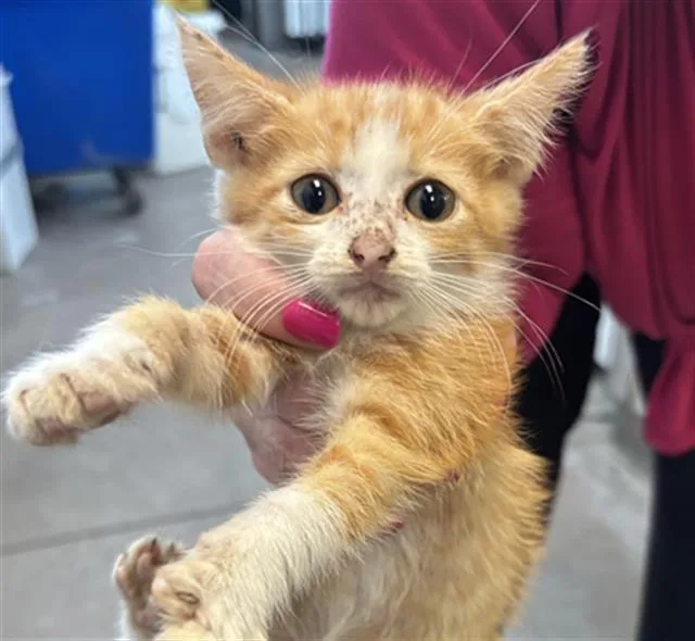 A baby medium-sized male Domestic Short Hair cat named Anikan for adoption in Dallas, TX