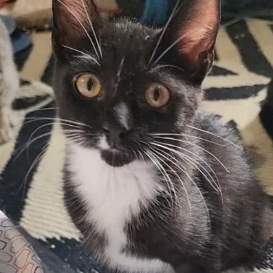 A baby medium-sized male Black & White / Tuxedo Domestic Short Hair cat named Woodhouse for adoption in Mokena, IL