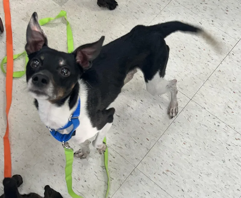 An adult small-sized male Tricolor (Brown, Black, & White) Rat Terrier dog named DougieSWEETEST for adoption in Oak Ridge, NJ