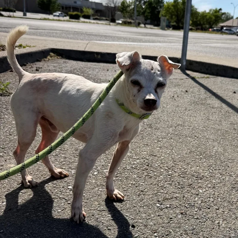 A senior small-sized male White / Cream Chihuahua dog named Flit for adoption in Chico, CA